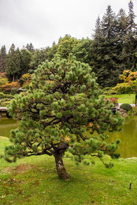 Trees by plants on field against sky