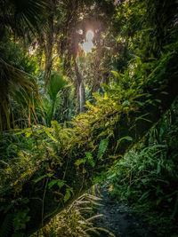 Scenic view of forest