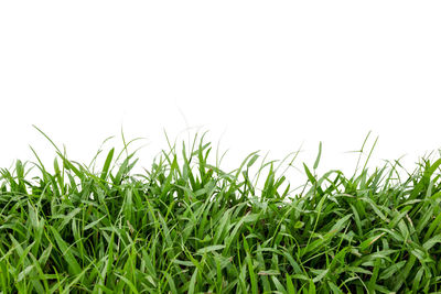 Close-up of crops growing on field against clear sky