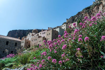 View of flowering plants by buildings against sky