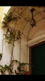 Potted plants on the wall