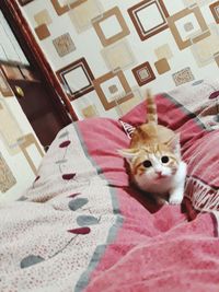 Portrait of cat relaxing on bed at home