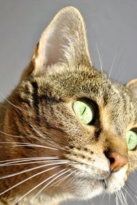 Close-up portrait of a cat