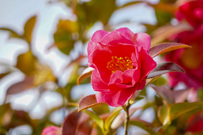 Close-up of pink rose