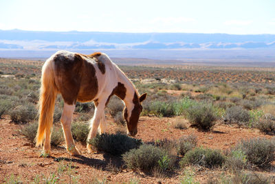 Horse standing in a field