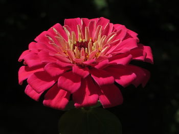 Close-up of pink flowers