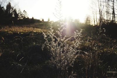Plants on field against bright sun