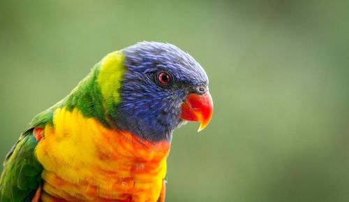 Close-up of lorikeet