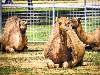  camels sitting down in a zoo