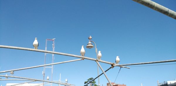 Low angle view of bird perching on power lines against clear blue sky