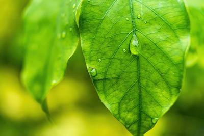 Close-up of wet plant leaves