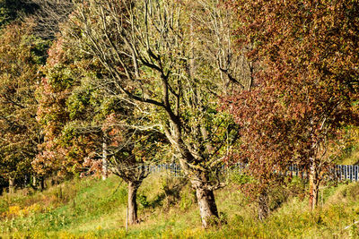 Trees in forest during autumn