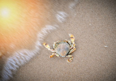 High angle view of shell on beach