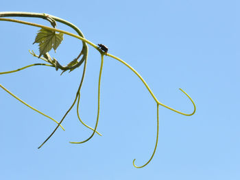 Low angle view of barbed wire against clear blue sky