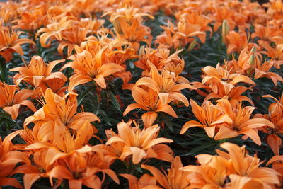 Close-up of orange flowers blooming on field