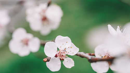 Close-up of white cherry blossom