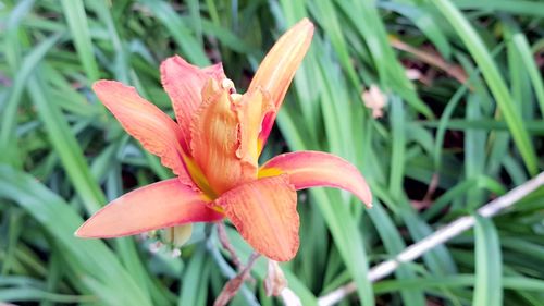 Close-up of day lily blooming outdoors