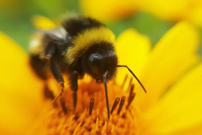 Close-up of bee on yellow flower