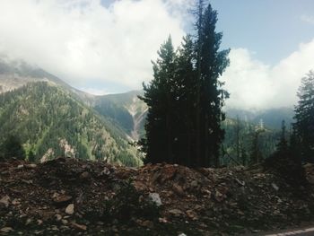 Pine trees in forest against sky