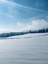 Snow covered plants against sky