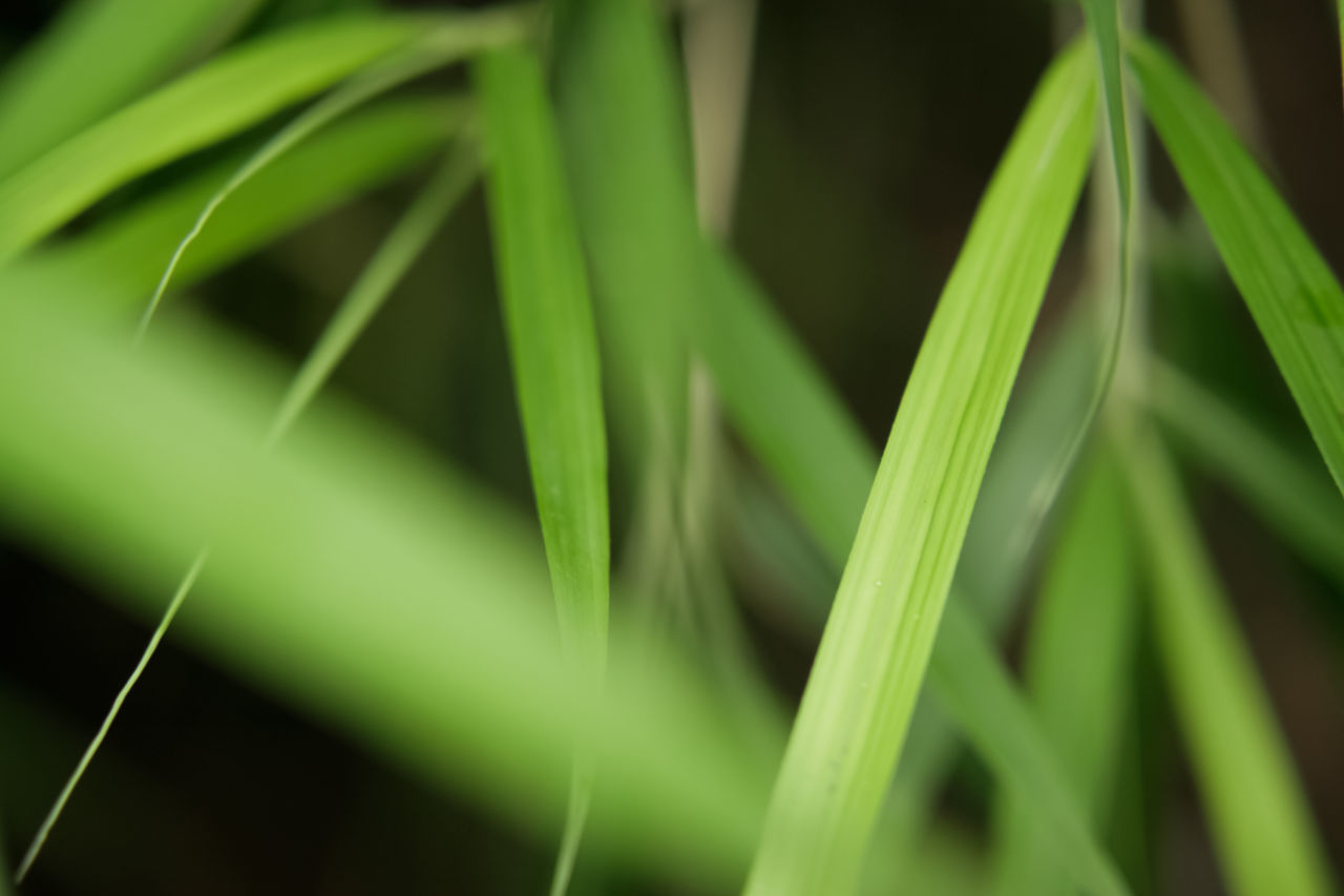 green, grass, plant, growth, leaf, plant part, close-up, nature, no people, beauty in nature, macro photography, flower, palm tree, lawn, tropical climate, palm leaf, blade of grass, outdoors, selective focus, backgrounds, freshness, sweet grass, hierochloe