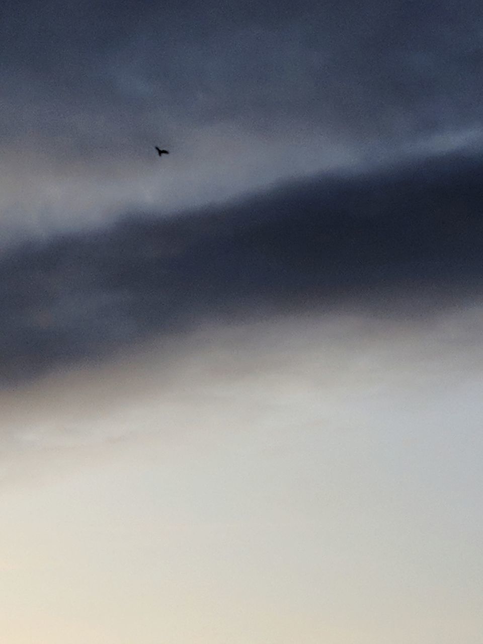 LOW ANGLE VIEW OF A BIRD FLYING