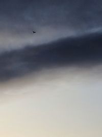 Low angle view of bird flying in sky