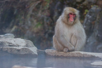 Monkey sitting on rock by water