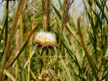 Close-up of dandelion flower on field