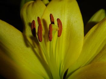 Close-up of yellow flowering plant