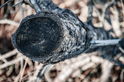 Close-up of log on tree trunk