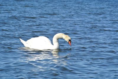 Swan swimming in lake