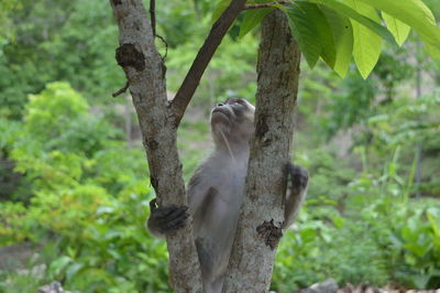 Close-up of monkey on tree