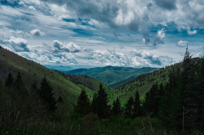 Scenic view of pine trees against sky