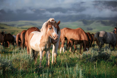 Horses standing in a field