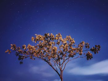 View of tree top branching out against partially cloudy night sky
