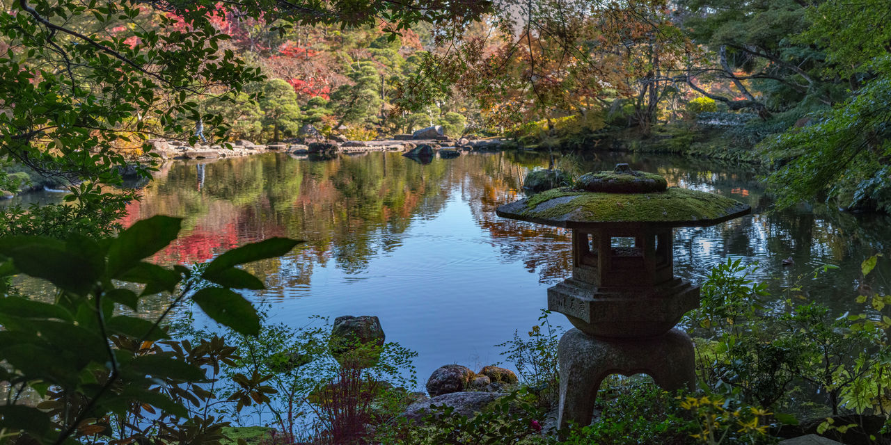 water, plant, reflection, tree, pond, nature, autumn, beauty in nature, flower, leaf, tranquility, garden, no people, scenics - nature, day, tranquil scene, body of water, growth, outdoors, japanese garden, woodland, plant part, river, green, forest, environment, travel destinations, stream