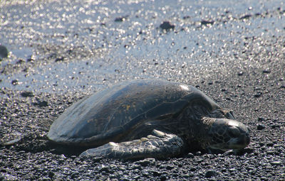 A turtle resting in punalu beach, big island, hawaii