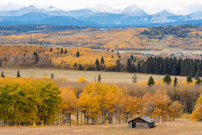 Scenic view of trees on field during autumn