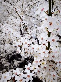 Close-up of cherry blossom tree