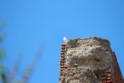 Low angle view of seagull perching on fortified wall at alcazaba of malaga against clear sky