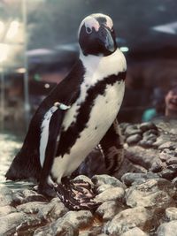 Close-up of penguin on rock