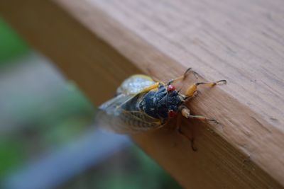 Close-up of insect on wood