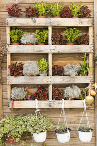 Potted plants on shelves