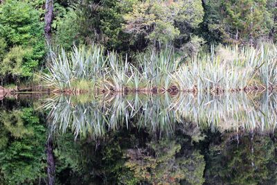 Scenic view of lake in forest