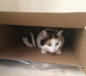 Close-up of cat in cardboard box
