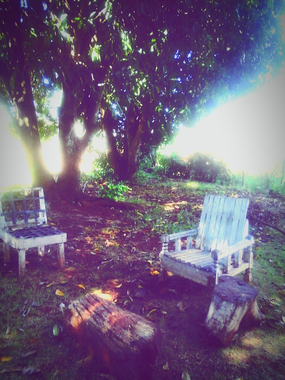 tree, built structure, abandoned, architecture, building exterior, house, sunlight, growth, damaged, grass, nature, obsolete, bench, no people, absence, front or back yard, tranquility, field, outdoors, day