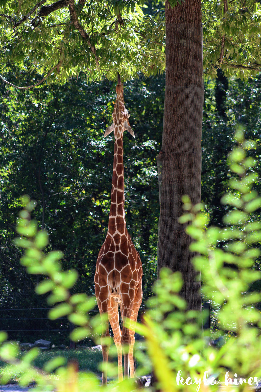 Giraffe♥ So Cute ❤ Beauty In Nature No People One Animal Outdoors Riverbanks Zoo...columbia, South Carolina Tree