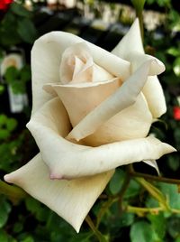 Close-up of rose blooming