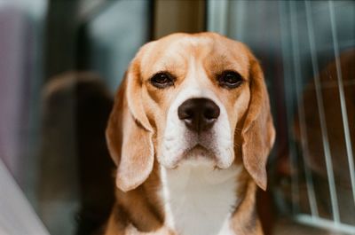 Close-up portrait of dog at home